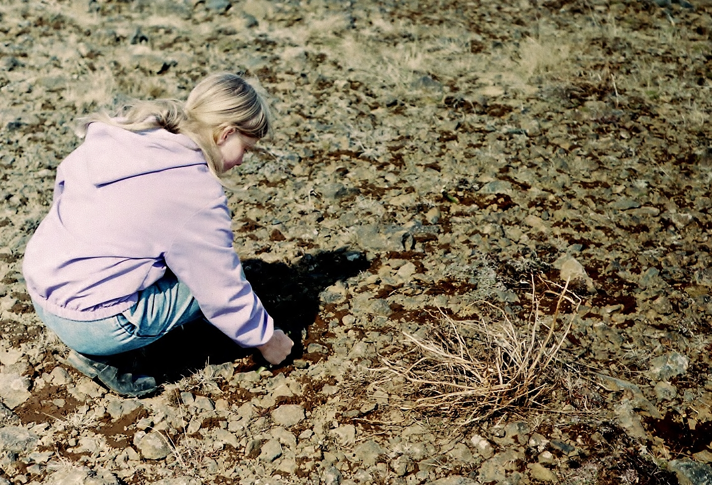 Sóley stingur græðlingum Skálamel 1993.jpg